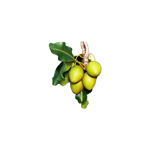 Beurre de Karité Bio - Butyrospermum parkii shea butter