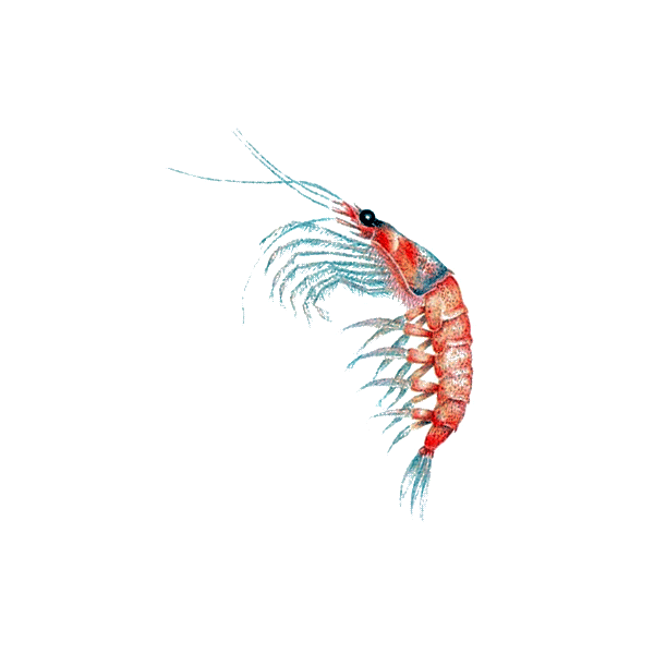Huile de Krill en capsules (Euphausia superba)