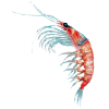 Huile de Krill en capsules (Euphausia superba)