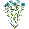 Huile de LIN vierge en capsules (Linum usitatissimum)