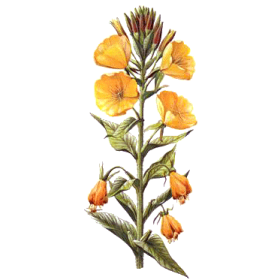 Huile d'Onagre vierge en capsules  (Oenothera biennis)