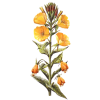 Huile d'Onagre vierge en capsules  (Oenothera biennis)