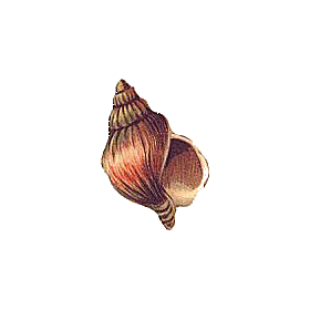 Cartipro+ marin mélange de plantes articulations