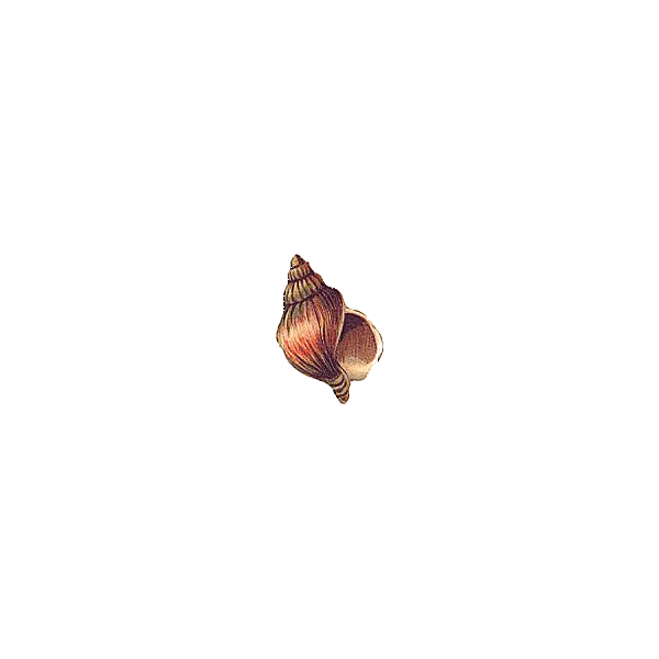 Cartipro+ marin mélange de plantes articulations
