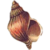 Cartipro+ marin mélange de plantes articulations