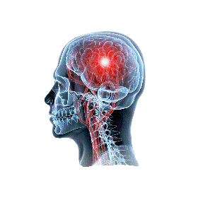 Cerveau & Système nerveux mélange en poudre Régénération