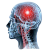 Cerveau & Système nerveux mélange en poudre Régénération