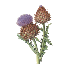 Diachol mélange de plantes en gélules Régénère (Glycémie & Cholestérol)