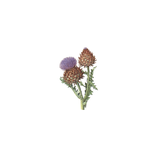 Diachol mélange de plantes en gélules Régénère (Glycémie & Cholestérol)