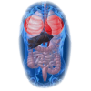 Diachol mélange en poudre Régénération
