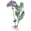 Mélange de plantes médicinales Emoticum (Nerfs)