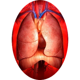 Mélange de plantes médicinales Pulmo (Bronches et Poumons)