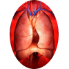 Mélange de plantes médicinales Pulmo (Bronches et Poumons)