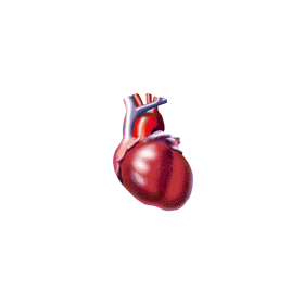 Tensio+ mélange d'Algues et huile de Poissons pour le Coeur