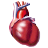 Tensio+ mélange d'Algues et huile de Poissons pour le Coeur