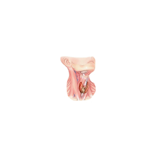 Thyrovie mélange en poudre Régénération