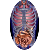 Mélange de plantes médicinales Transito+ (Estomac - Digestion)