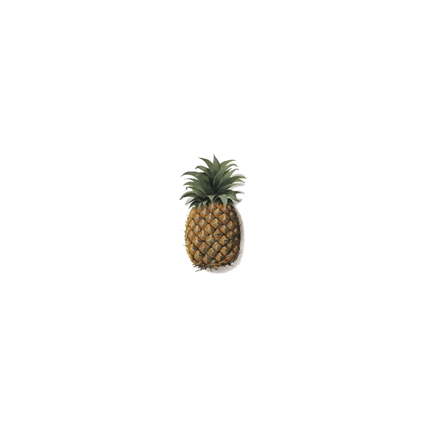 Ananas tige en gélules Pullulan, minceur et régime
