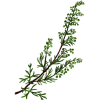 Armoise Bio en gélules (Artémisia vulgaris)