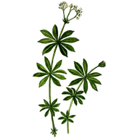 Aspérule en gélules Pullulan (Galium odoratum)
