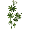 Aspérule en gélules Pullulan (Galium odoratum)