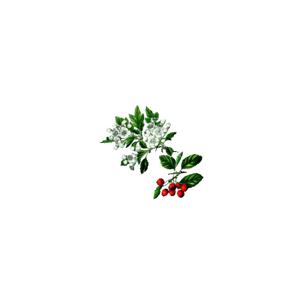 Aubépine Bio en gélules (Crataegus laevigata)