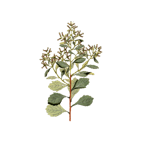 Baccharis en gélules
