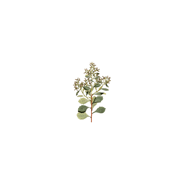 Baccharis en gélules