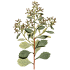 Baccharis en gélules