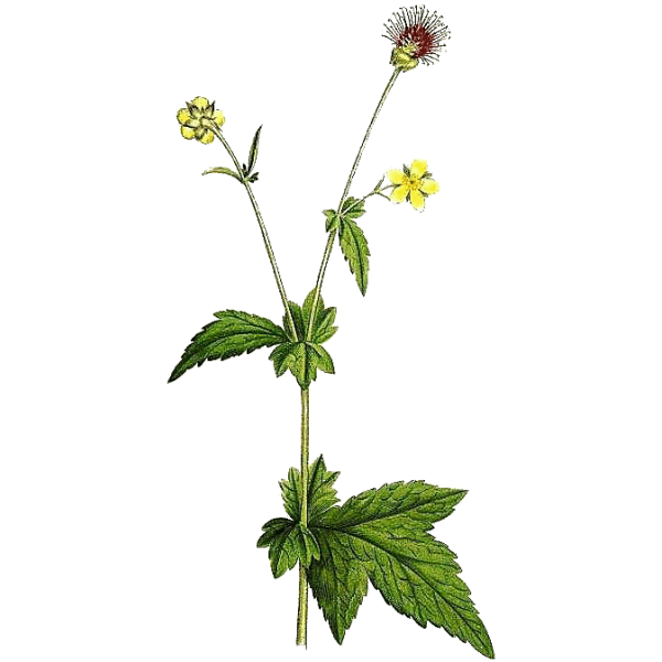 Benoite racine en gélules