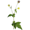 Benoite racine en gélules
