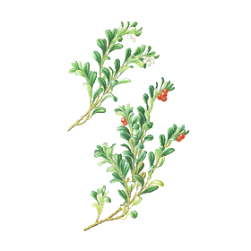 Busserole feuille en gélules (Arctostaphylos uva-ursi)