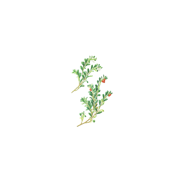 Busserole feuille en gélules (Arctostaphylos uva-ursi)