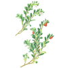 Busserole feuille en gélules (Arctostaphylos uva-ursi)