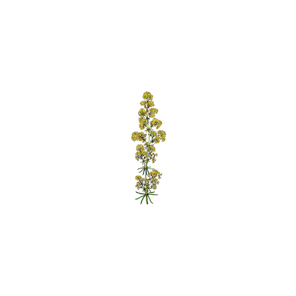 Caille Lait plante en gélules