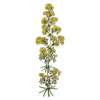 Caille Lait plante en gélules