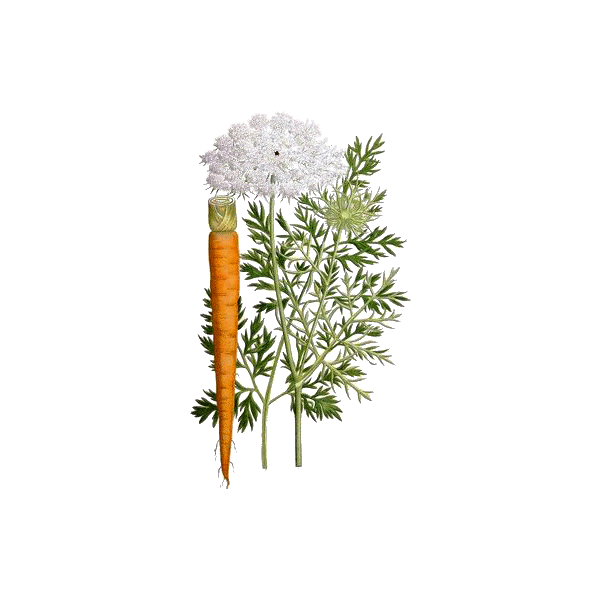 Carotte Bio racine en gélules (Daucus carotta)