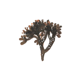 Carragaheen algue en gélules (Chondrus crispus)