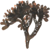 Carragaheen algue en gélules (Chondrus crispus)