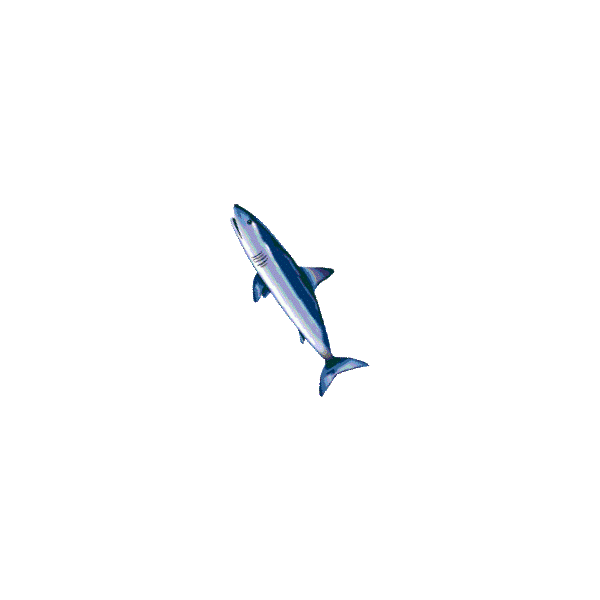 Cartilage de Requin Chondroïtine en gélules
