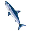 Cartilage de Requin Chondroïtine en gélules