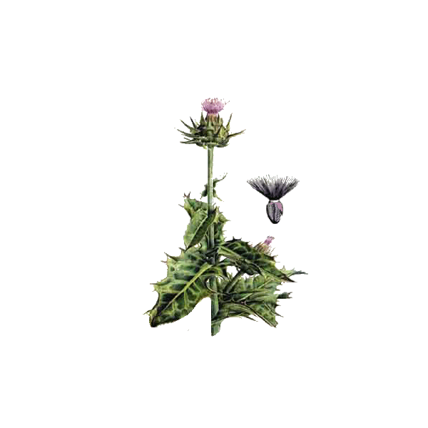 Chardon Marie Bio en gélules (Silybum marianum)
