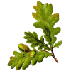 Chêne écorce en gélules (Quercus robur)
