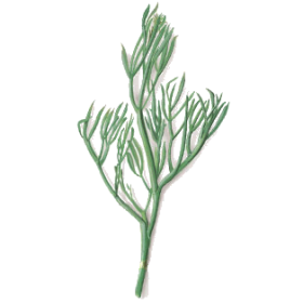 Criste Marine algue en gélules (Chrithmum maritimum)