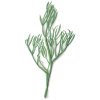 Criste Marine algue en gélules (Chrithmum maritimum)