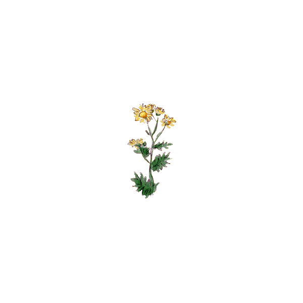 Chrysanthellum Americanum en gélules (foie et vésicule)