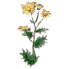 Chrysanthellum Americanum en gélules (foie et vésicule)
