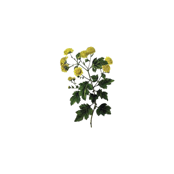 Grande Camomille, Partenelle en gélules (Tanacetum parthenium)