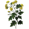 Grande Camomille, Partenelle en gélules (Tanacetum parthenium)