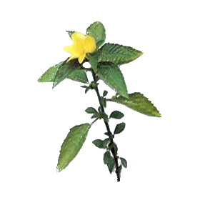 Damiana feuille en gélules (Turnera aphrodisiaca)